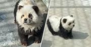 Chińskie zoo z nową atrakcją. Pomalowali psy chow-chow, żeby udawały pandy