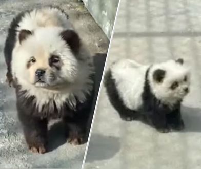 Chińskie zoo z nową atrakcją. Pomalowali psy chow-chow, żeby udawały pandy