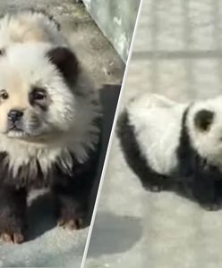 Chińskie zoo z nową atrakcją. Pomalowali psy chow-chow, żeby udawały pandy