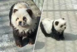 Chińskie zoo z nową atrakcją. Pomalowali psy chow-chow, żeby udawały pandy