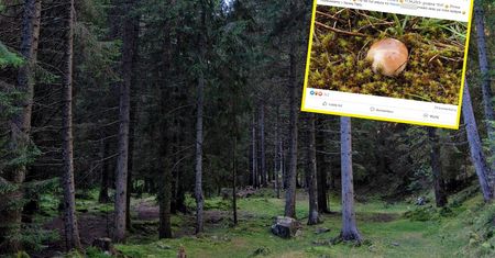 W lasach się zaczęło. Grzybiarze nie mogą się nadziwić: "o, panie"