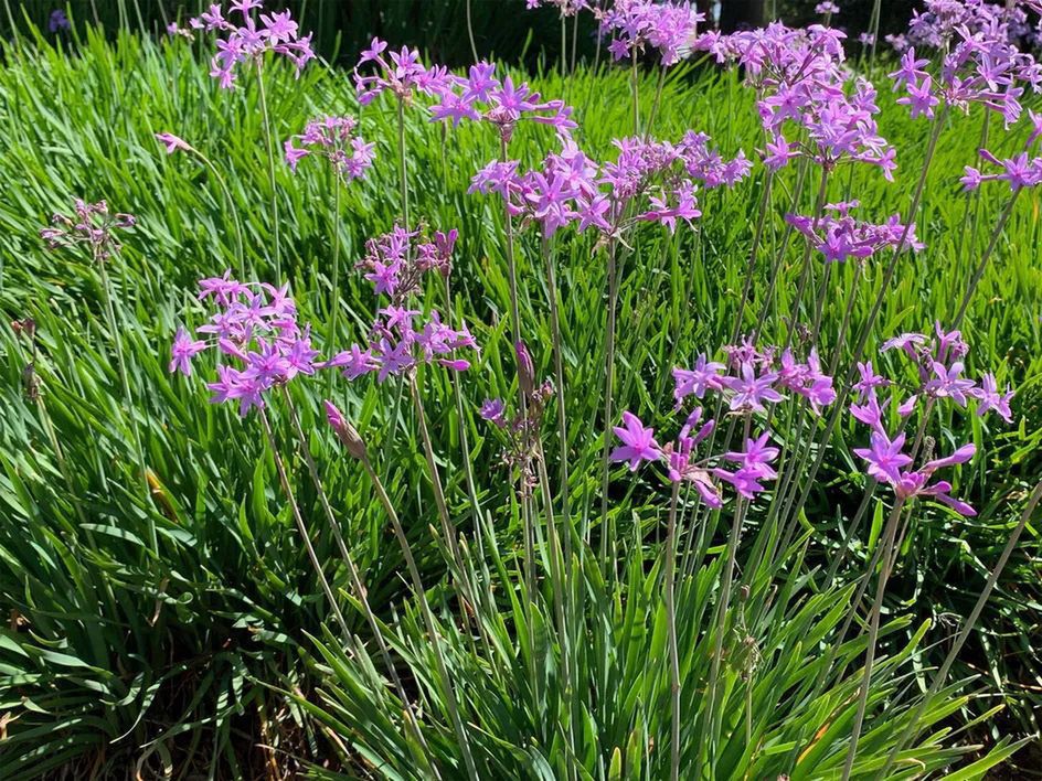 Tak wygląda kwitnąca tulbagia fioletowa