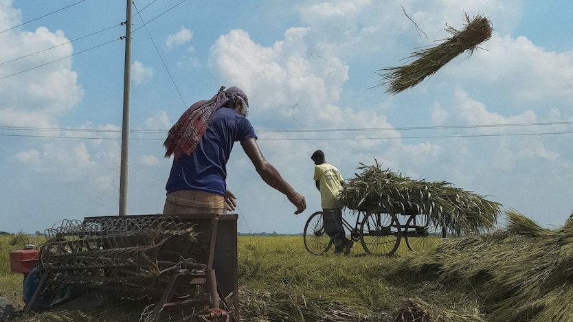 Burze zaskoczyły rolników z Bangladeszu na polach ryżowych 