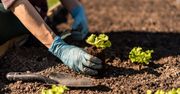 Szwagrów: Piknik rodzinny. Warsztaty, sport i wspólne sadzenie roślin