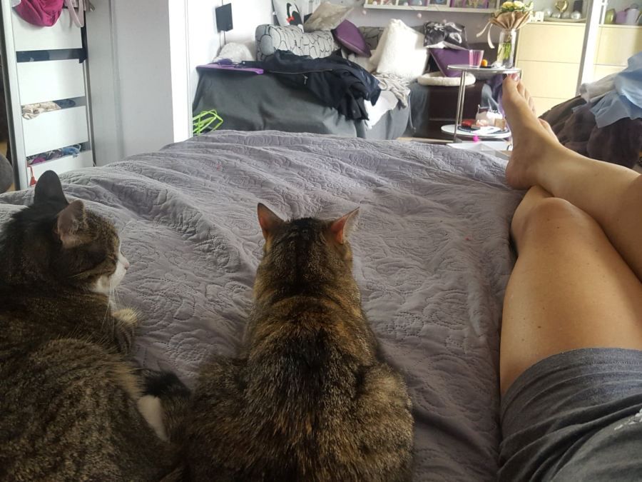 Takie szczęśliwe życie wiodą adoptowane kotki!!! O ile znajdą fajnego człowieka 😉 Od lewej: Leon, Ludwisia i mama Sabina 😉