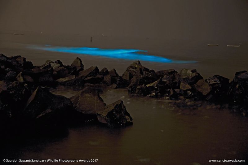 Mały słoń w płomieniach. Zdjęcie, które łamie serca, wygrało w konkursie Sanctuary Wildlife Photography Awards 2017 18