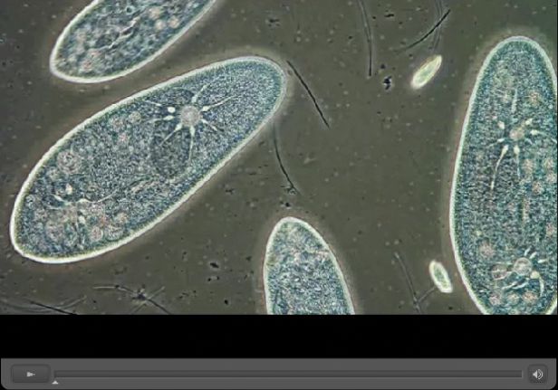 Mikrocuda na zwycięskich zdjęciach w konkursie Olympus BioScapes 4