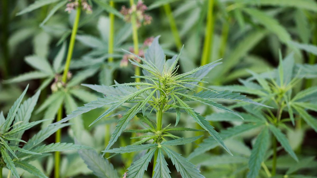 Niemieckie służby w Lidlu. Zarekwirowali produkty z konopi 