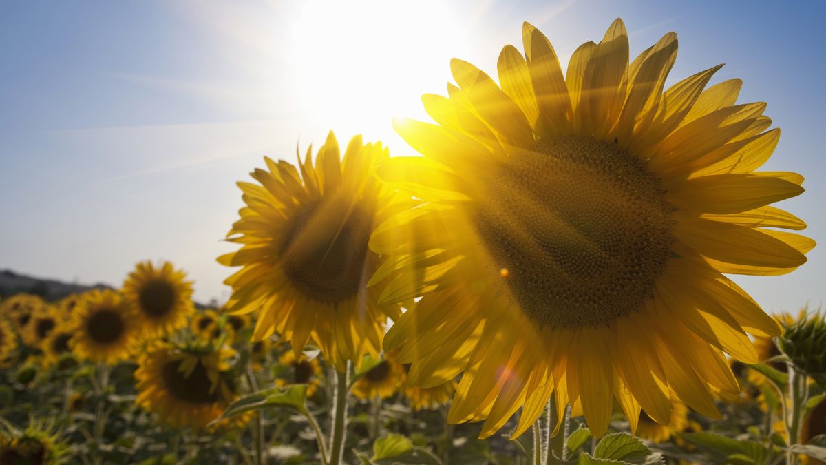 Olej słonecznikowy trafił na listę produktów objętych zakazem importu z Ukrainy do Polski