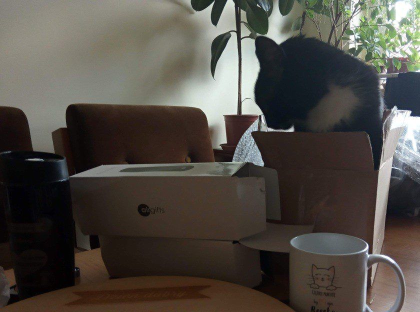 „Przerażony” Lucky rozpakowuje nowe paczki.