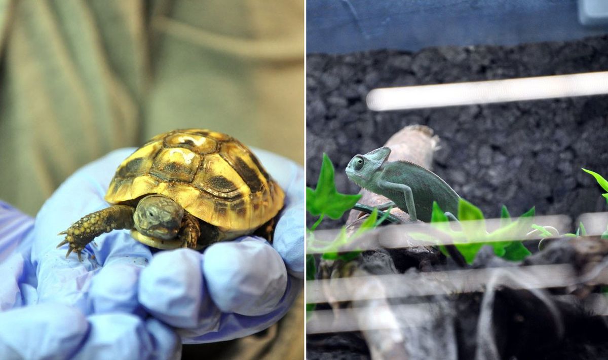 W sklepie zoologicznym sprzedawano zwierzęta zagrożone wyginięciem!