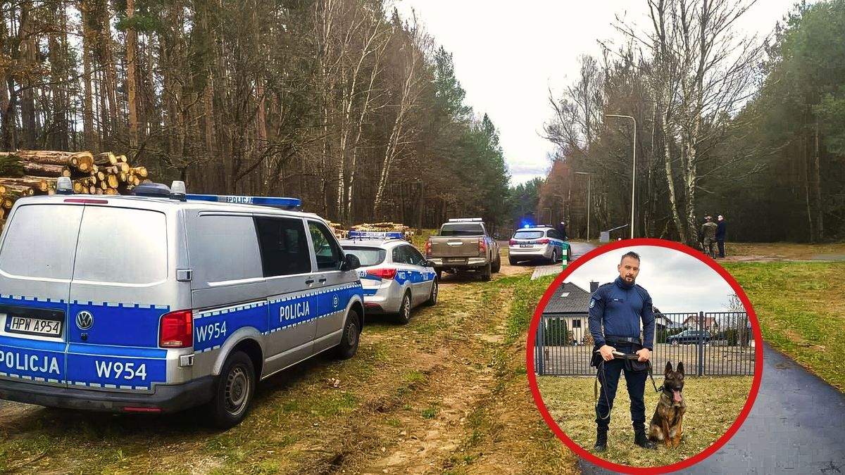 Radiowóz i pies policyjny na skraju lasu, poranna akcja
