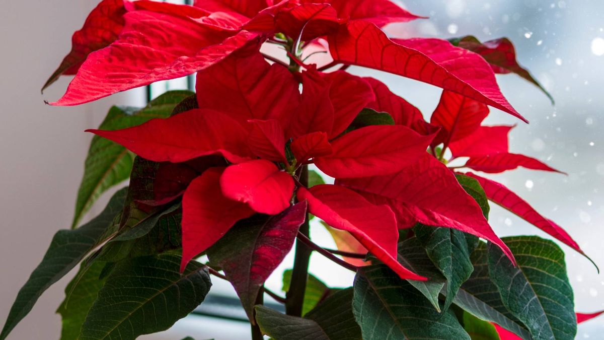 Gwiazda betlejemska jest niebezpieczna?