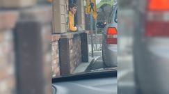 Husky "zamawia" kawę