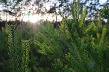 Choinka dla życia: Podaruj krew, odbierz świąteczne drzewko