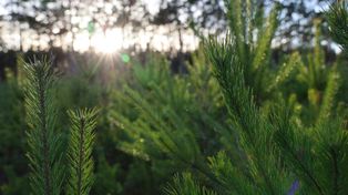 Choinka dla życia: Podaruj krew, odbierz świąteczne drzewko