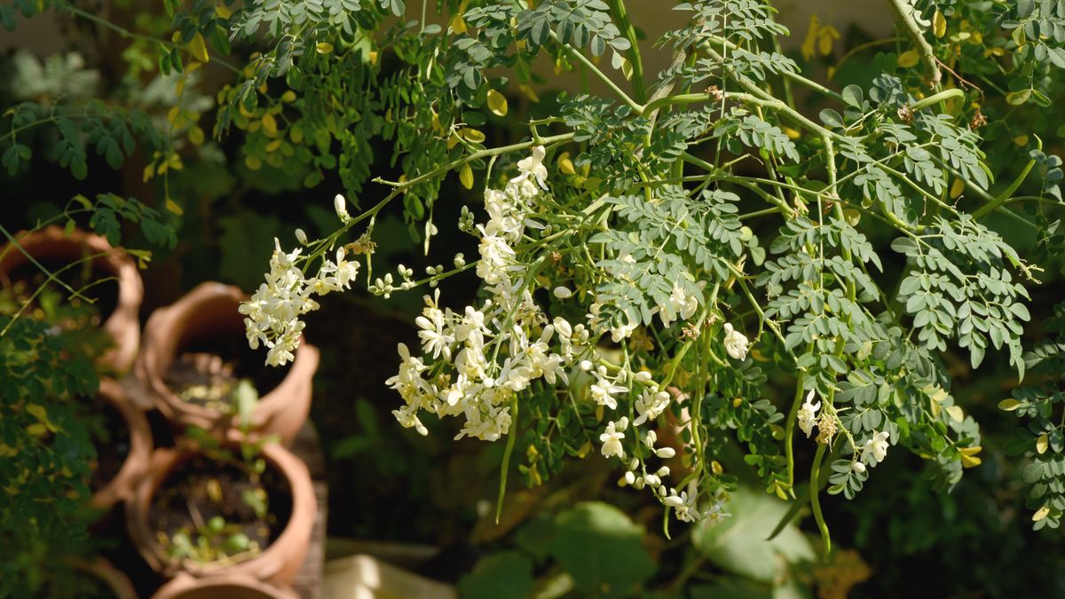 Moringa oleifera