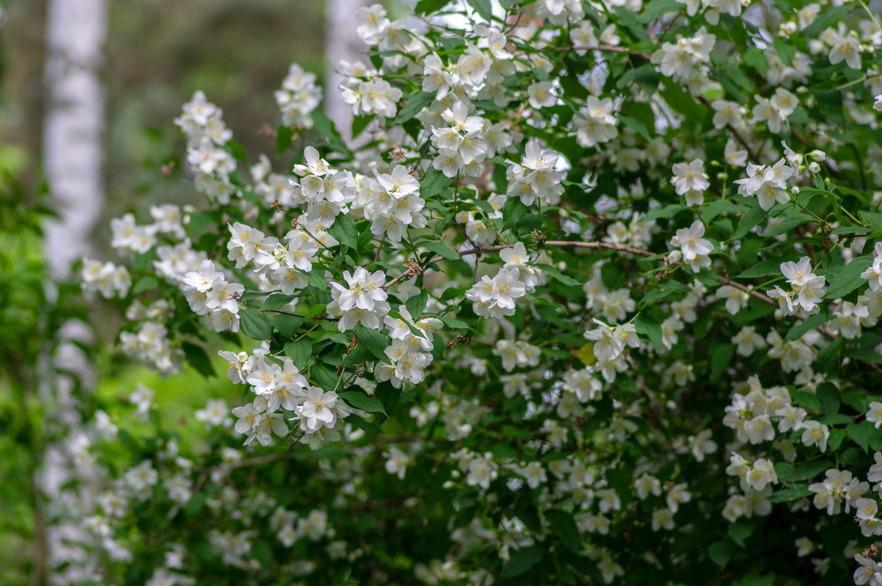 Kwitnące i pachnące krzewy w ogrodzie - zdjęcie poglądowe