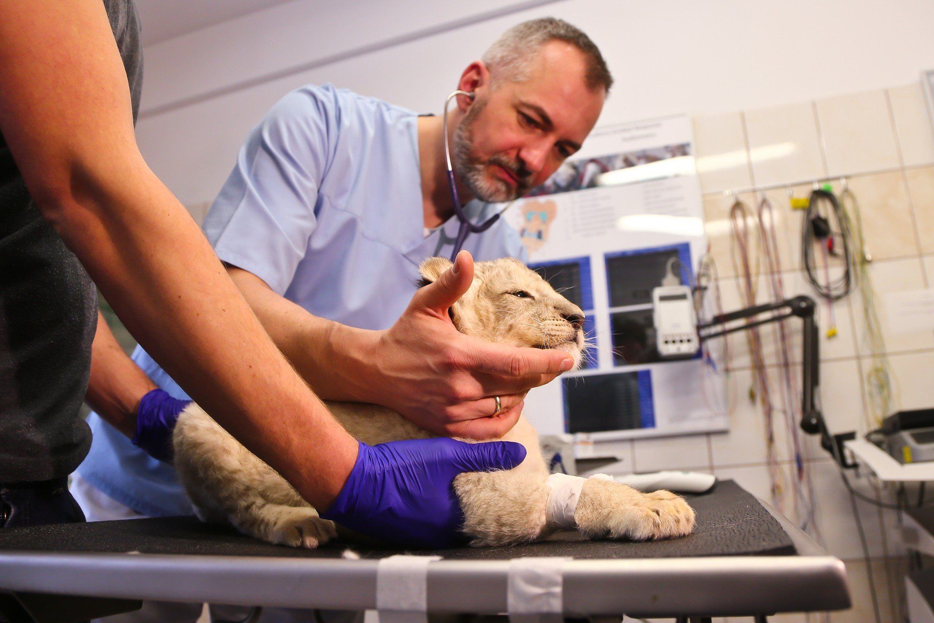 15.01.2019 WROCLAW
UNIWERSYTET PRZYRODNICZY WETERYNARIA
DR HAB MICHAL WRZOSTEK BADA MLODEGO TYGRYSA KTORY TRAFIL DO UCZELNIANEJ PRZYCHODNI Z ZOO W KIELCACH. TYGRYS BYL APATYCZNY I SPOWOLNIONNY.

TYGRYS ZDROWIE WETERYNARZ WETERYNARIA UNIWERSYTET ZOO TYGRYSEK BADANIE
GAZETA WROCLAWSKA
PAWEL RELIKOWSKI / POLSKA PRESS