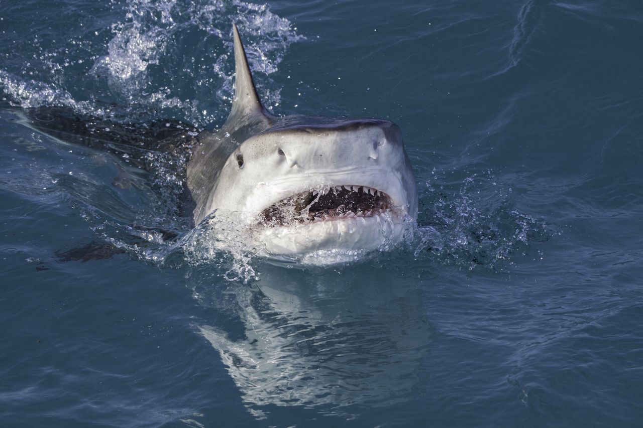 Shark attack in Mexico results in tragic fatality