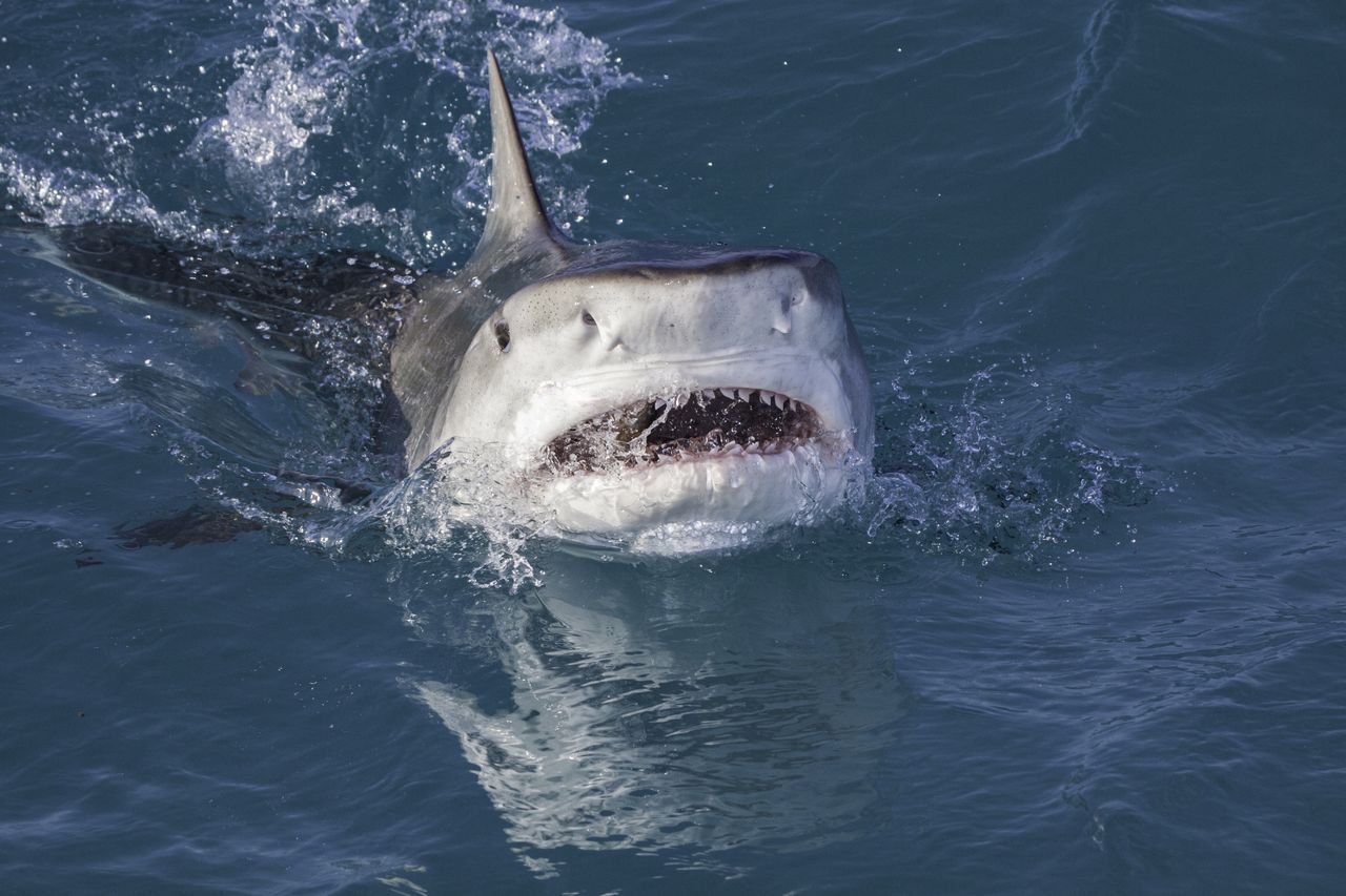 Shark attack in Mexico