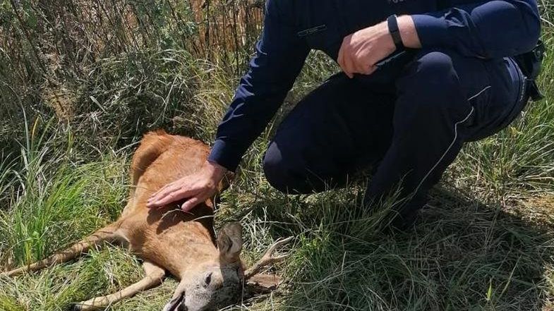 Potrącony koziołek wróci do lasu