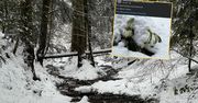 Leśnicy w szoku. Pokazali zdjęcia z Bieszczadów