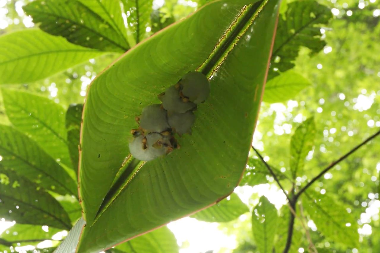 Zobacz zdjęcia super rzadkich białych nietoperzy z Kostaryki