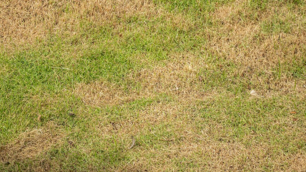 Green grass and damage dry grass texture background
lawn, grass, brown, yard, dead, garden, bad, patch, dry, spot, disease, green, natural, maintenance, background, healthy, growth, care, meadow, ground, outdoor, damaged, hot, texture, summer, sun, agriculture, environment, seasonal, botanical, backyard, dirt, land, park, dirty, turf, surface, field, weathered, area, abandoned, sward, golf, treatment, restoration, spoiled, yellow, condition, drought, ugly, lawn, grass, brown, yard, dead, garden, bad, patch, dry, spot, disease, green, natural, maintenance, background, healthy, growth, care, meadow, ground, outdoor, damaged, hot, texture, summer, sun, agriculture, environment, seasonal, botanical, backyard, dirt, land, park, dirty, turf, surface, field, weathered, area, abandoned, sward, golf, treatment, restoration, spoiled, yellow, condition, drought