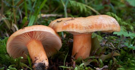 Często mylony z rydzami. Po przecięciu wypływa z niego pomarańczowe mleczko