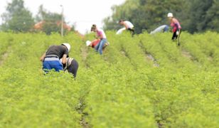 Tyle zarabia się na gospodarstwie w Niemczech. Oto stawka brygadzisty