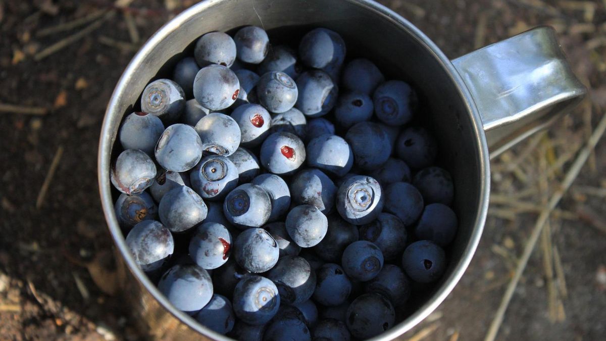 Jagody to źródło antocyjanów