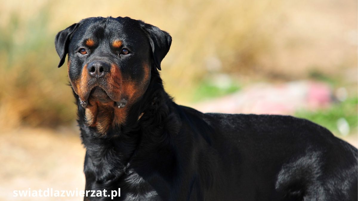 Rottweiler, niemiecka rasa psa, której nie wolno lekceważyć