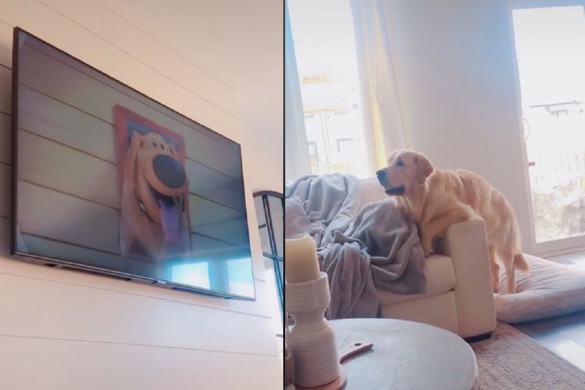 Pies ogląda kreskówki. Jego reakcja to najlepsze, co dziś zobaczysz