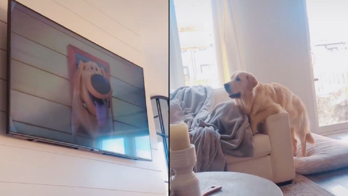 Reakcja psa na kreskówki hitem sieci 