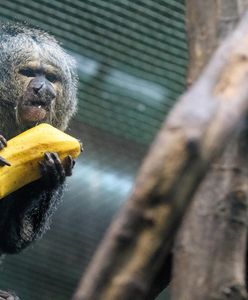 Odmrażanie gospodarki. Wrocław. ZOO znów otwarte. Będą pewne obostrzenia