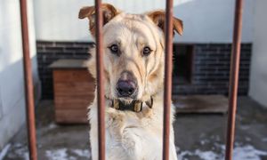 Skontrolowali 15 schronisk w Wielkopolsce. Oto rezultat