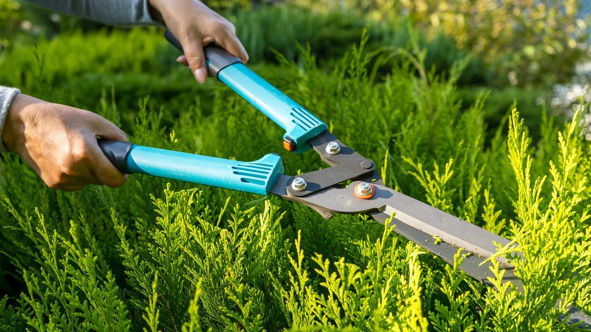 Kiedy należy przycinać tuje?