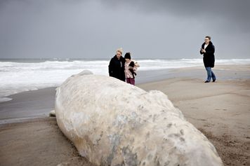 Martwy wieloryb na plaży. Schodzą się ludzie, robią zdjęcia