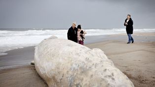Martwy wieloryb na plaży. Schodzą się ludzie, robią zdjęcia