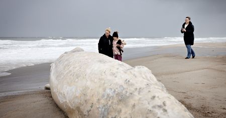 Martwy wieloryb na plaży. Schodzą się ludzie, robią zdjęcia