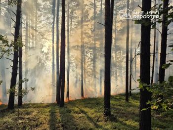Pożar lasu w Wawrze. Z ogniem walczy 10 zastępów straży pożarnej wyposażonych w drony i quada
