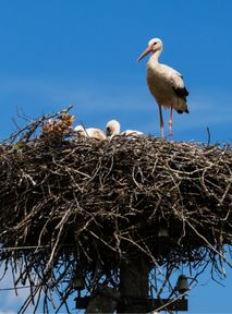 PGE explains decision to remove stork's nest in Sieniawa