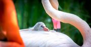 Młode flamingi w gdańskim zoo. Do tej pory wykluło się ich 9, a to jeszcze nie koniec!