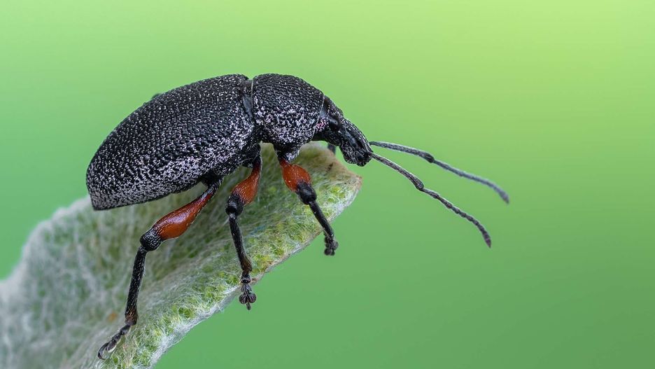Najczęściej spotykanym gatunkiem w ogrodach jest opuchlak truskawkowiec