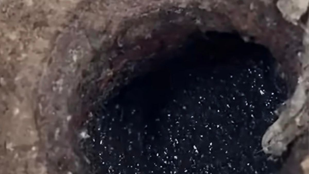 Tak wygląda gniazdo larw ćmianek w odpływie