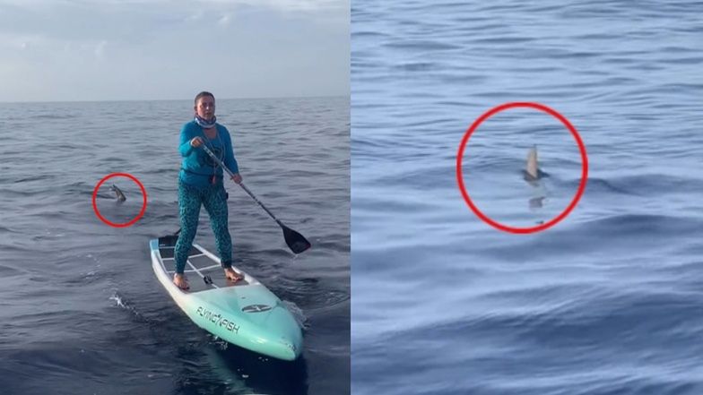 Bliskie spotkanie z rekinem na Florydzie