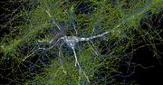 Pierwsza tak dokładna mapa mózgu. Naukowcy chwalą się nowymi odkryciami