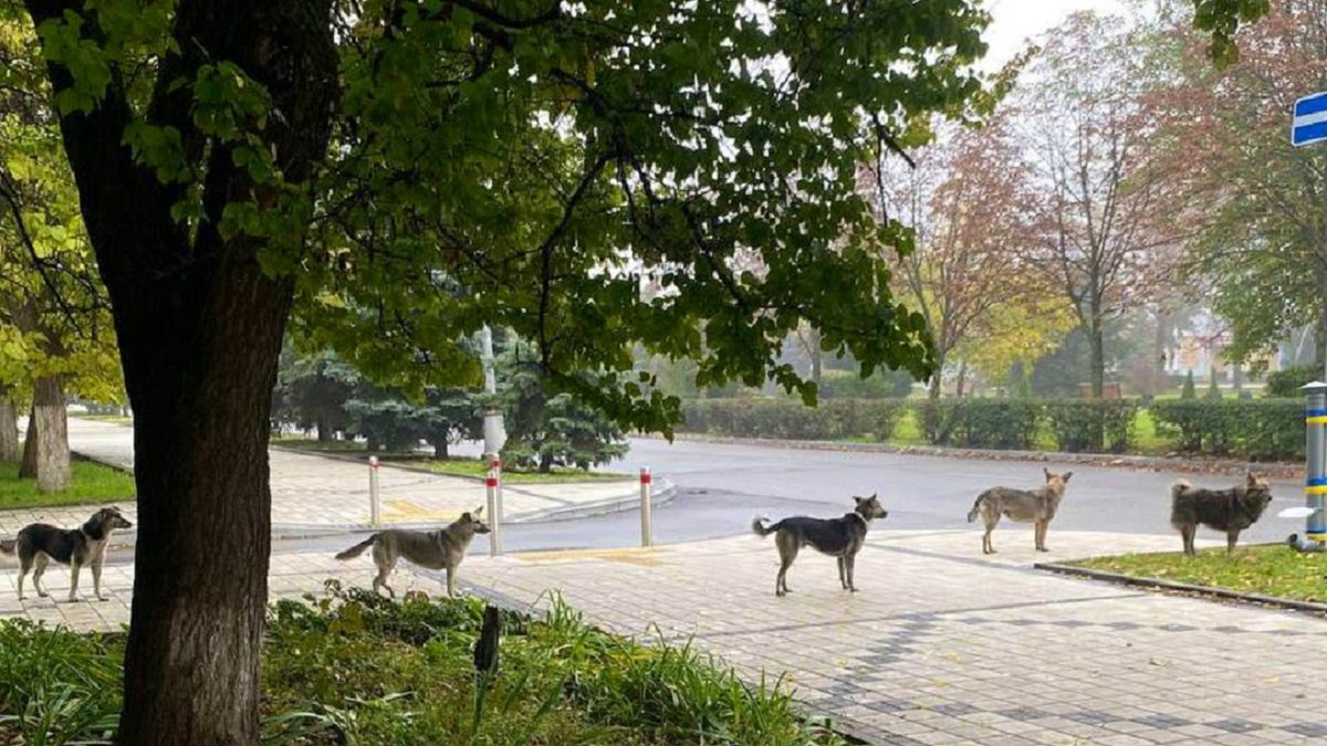 Psy czekały w kolejce po jedzenie 
