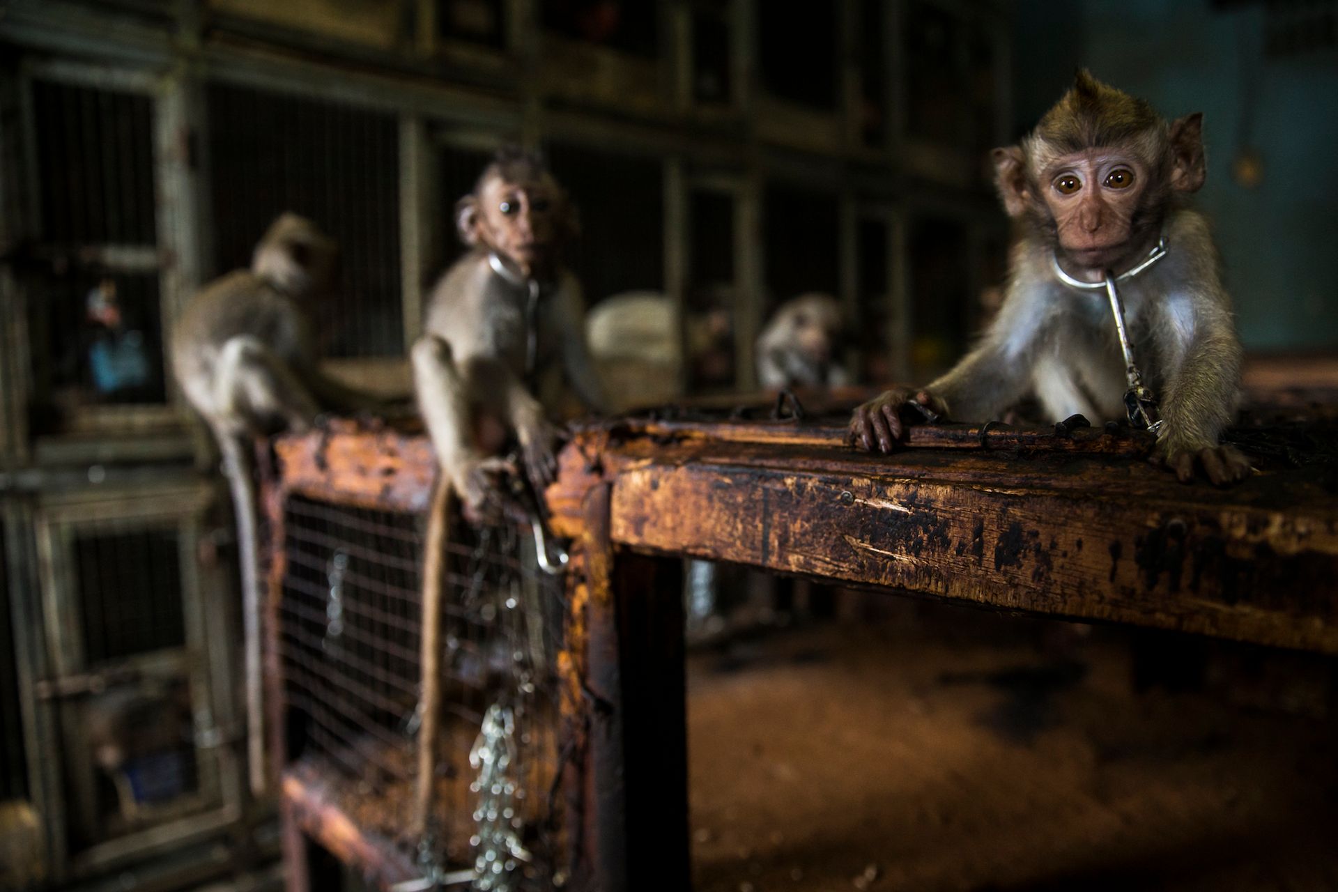 Nature Photographer of the Year 2019: Najpiękniejsze zdjęcia przyrody wybrane 2